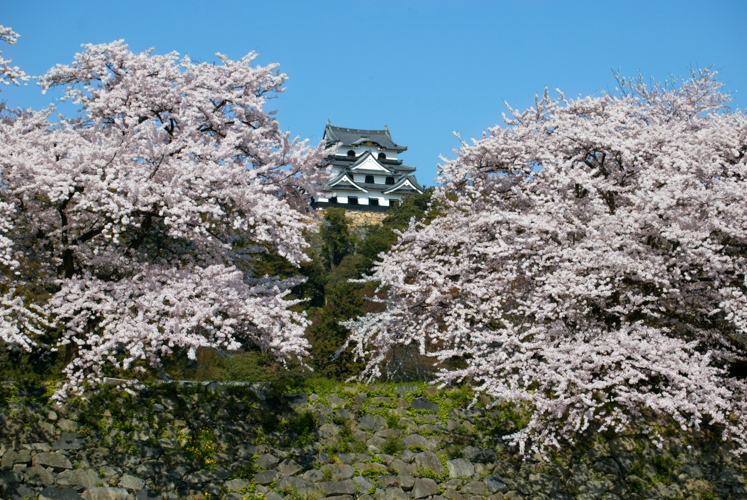 春の彦根城2005 222s_